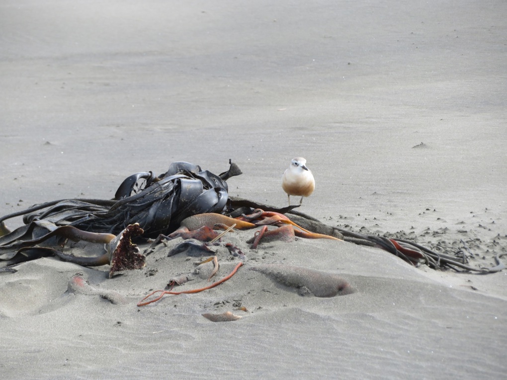 Dotterels turn around declining numbers, for now