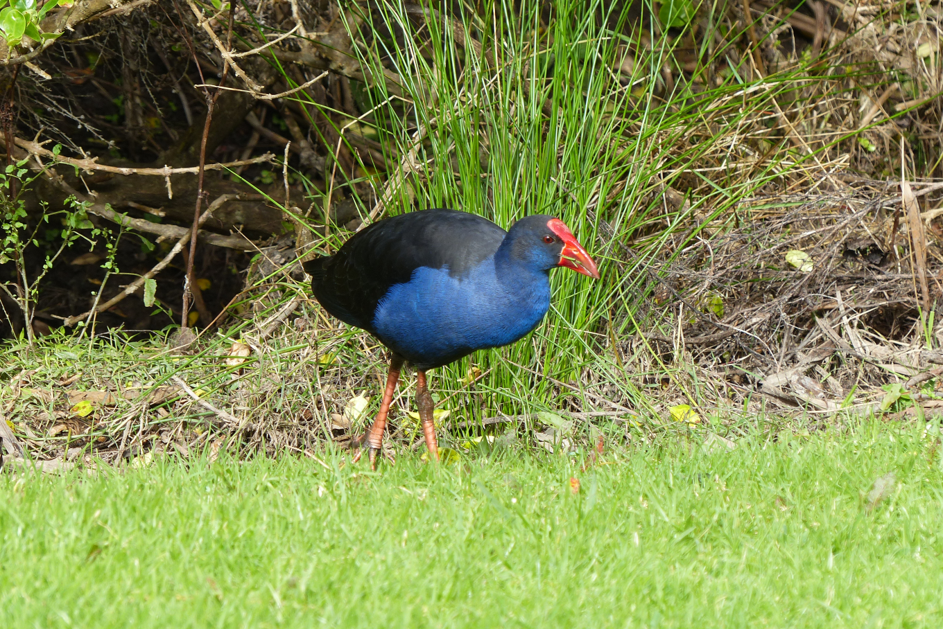 A pukeko in the wetlands. 
