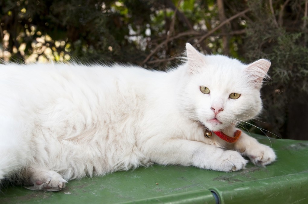 Pet Ownership image 7