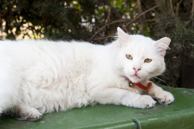 Pet Ownership image 7