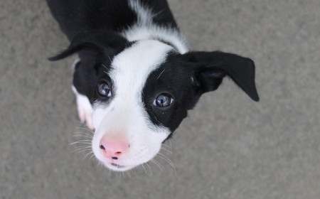 Juniper (ADOPTED) tile image