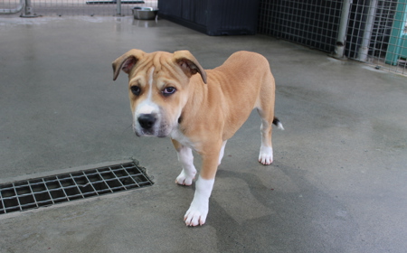 Suffolk (ON HOLD) tile image