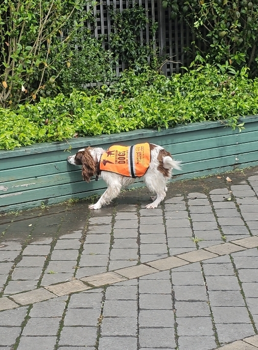 A dog sniffing out pests in the garden. 