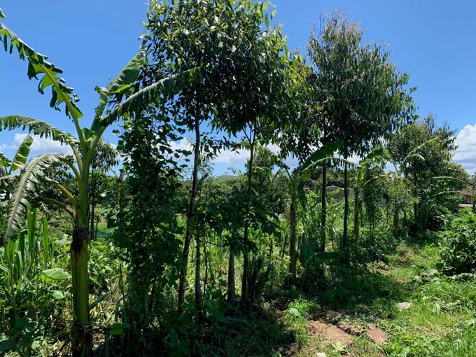 Food Forest web_thbvjguq.jpg