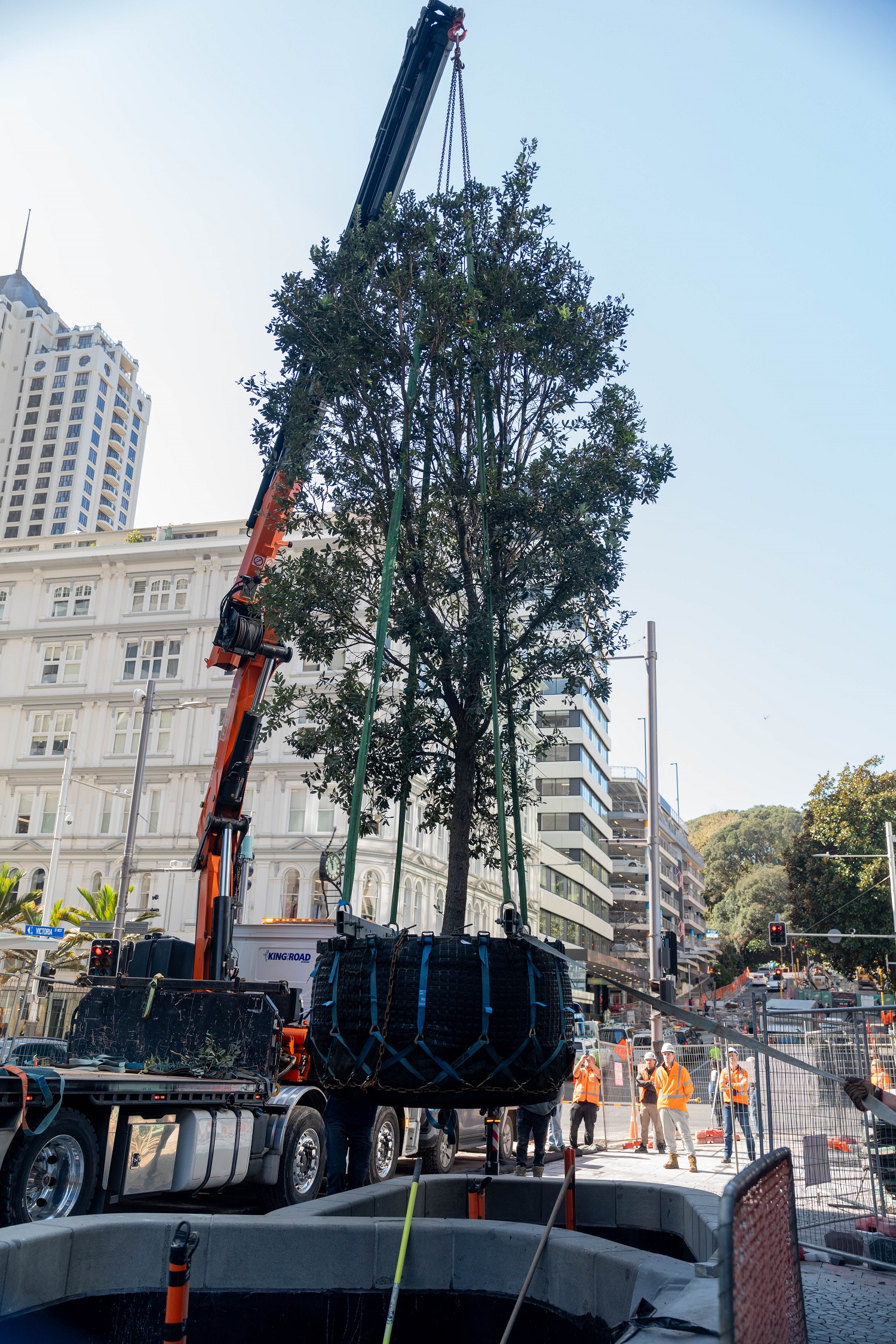 Te Hā Noa trees being lifted into place. Photo Jasper Johnstone.