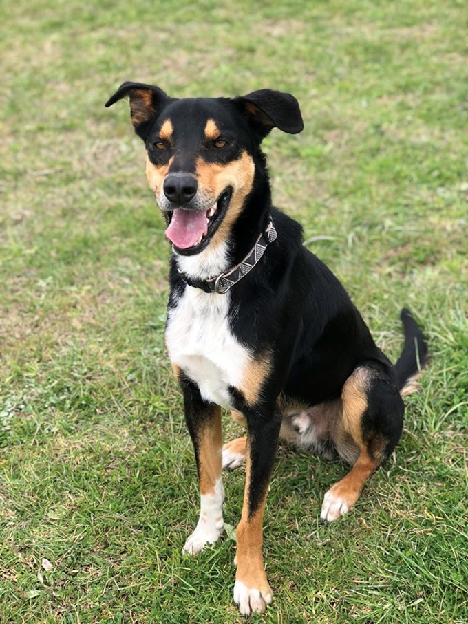 Adorable adoptables (3)