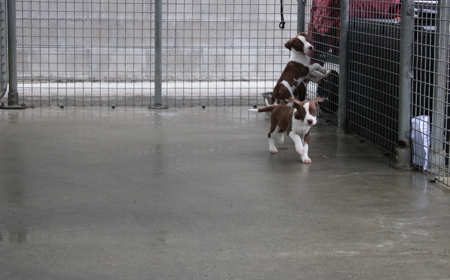 Salsa (ON HOLD) tile image