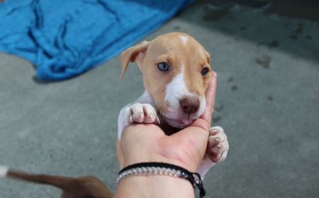 Boogie (ON HOLD) tile image