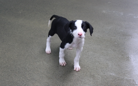 Juniper (ADOPTED) tile image