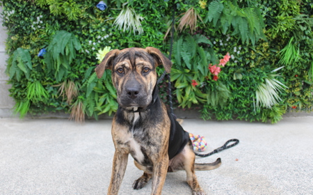 Piplup (ADOPTED) tile image