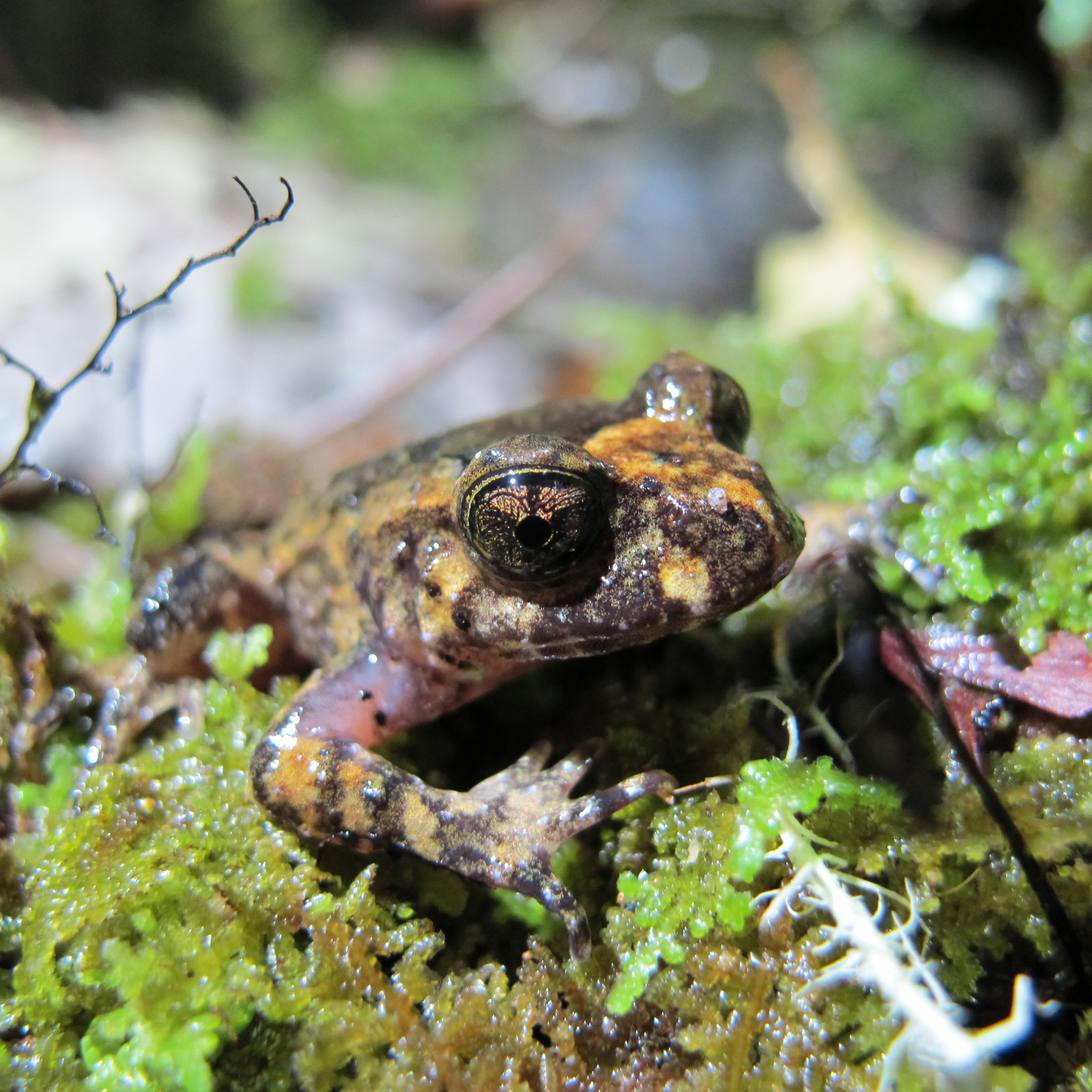 Hochstetter's frog on rock