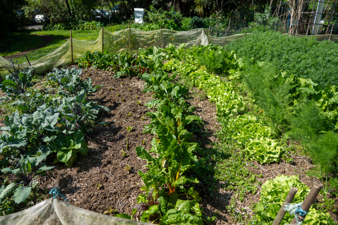 Albert Eden Sustainable Garden Trail 2023 9