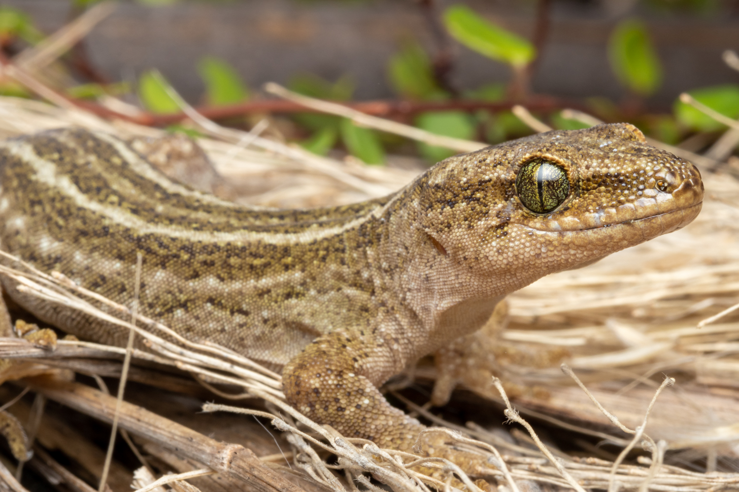 Korowai gecko on alert