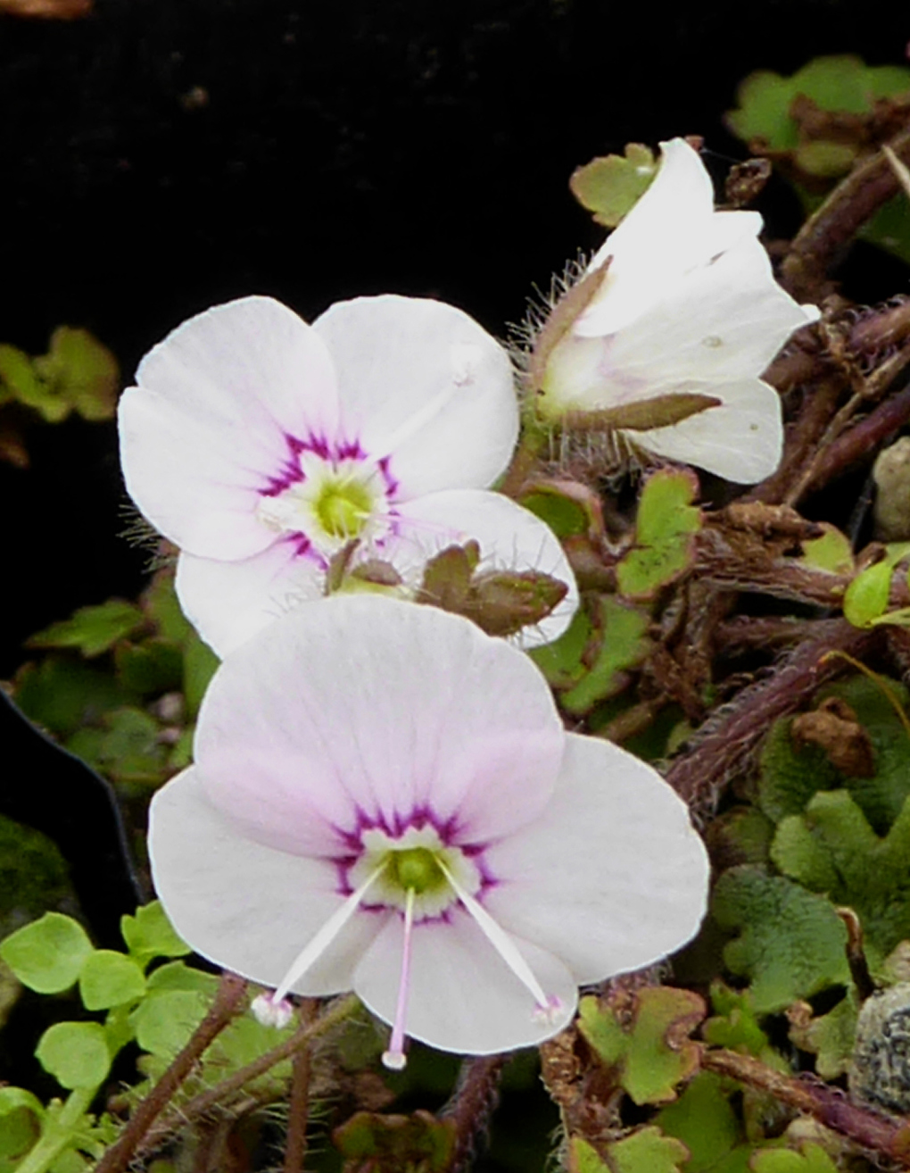 Plant assessment